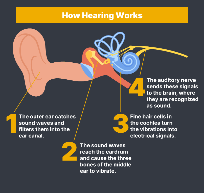 An illustration of how hearing works