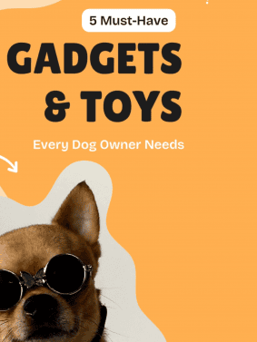 Must-Haves for a Dog Parent