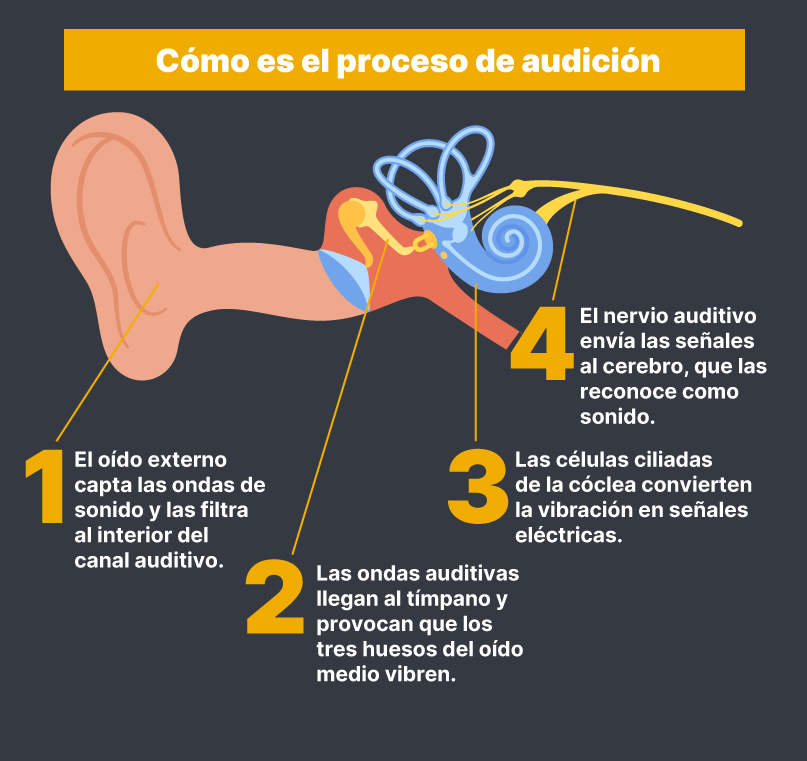 Ilustración del funcionamiento de la audición